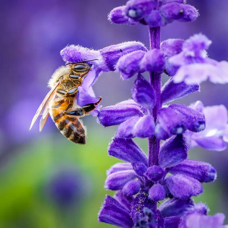 Bees love lavender