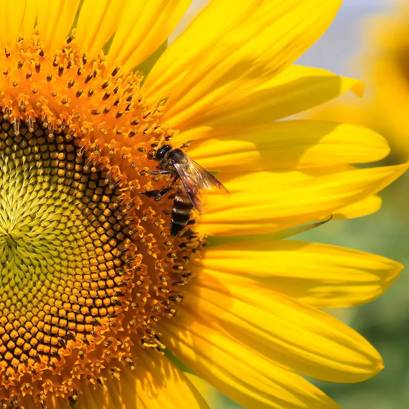 Bees love sunflowers