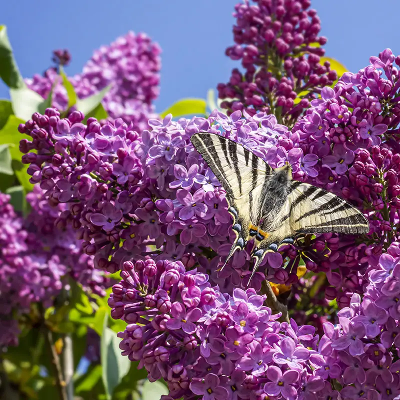 Butterflies love butterfly-bush