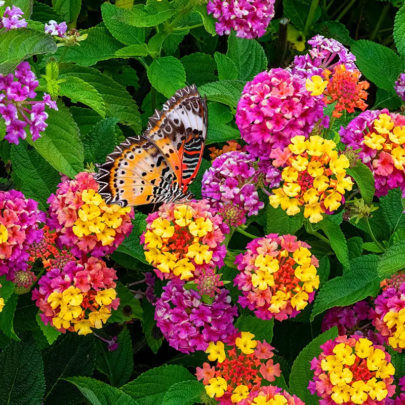 Butterflies love lantana