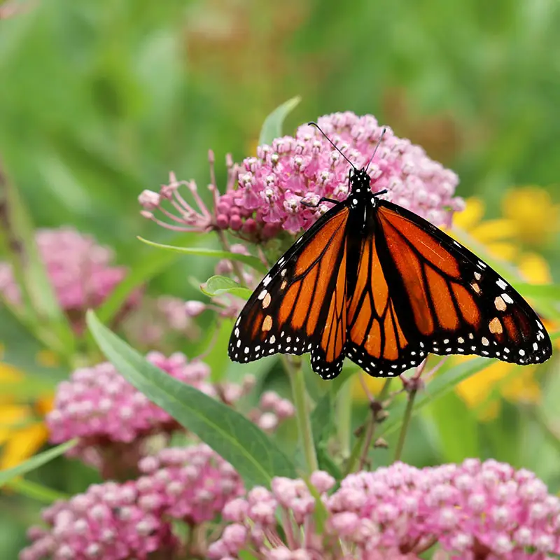 Butterflies love milkweed