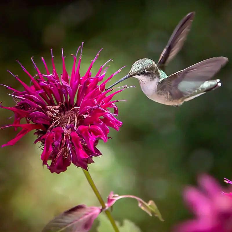 Hummingbirds love bee balm