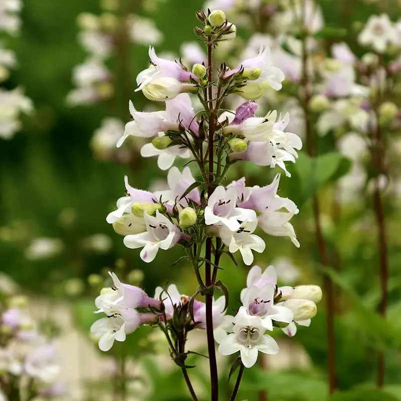 Hummingbirds love beardtongue