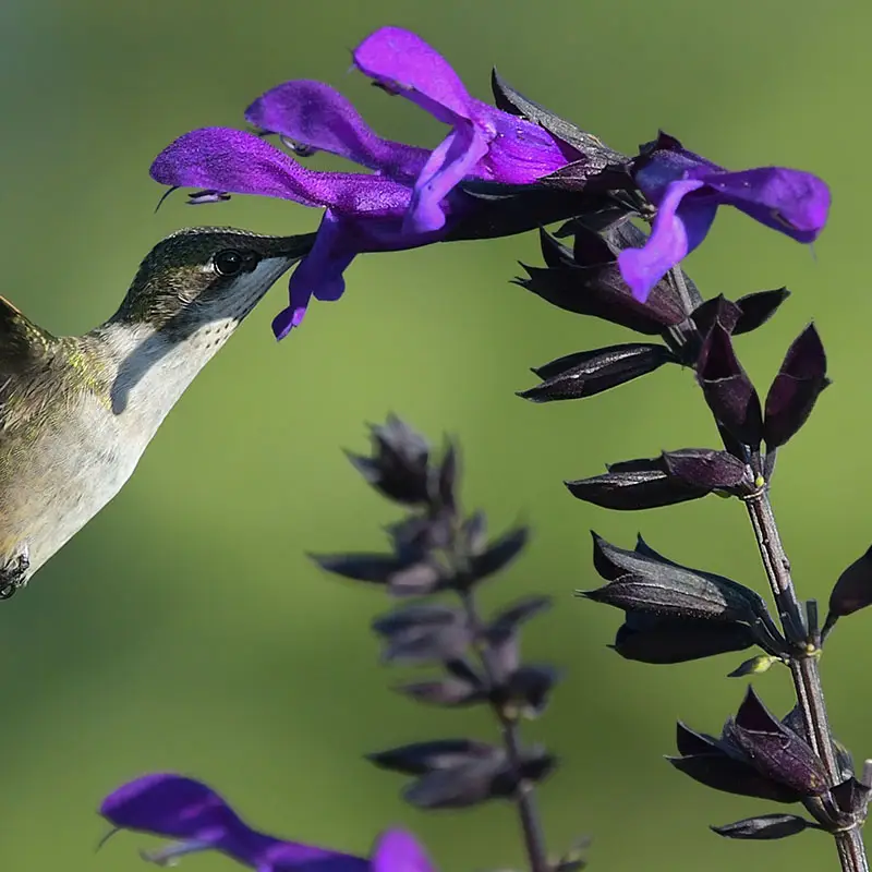 Hummingbirds love salvia