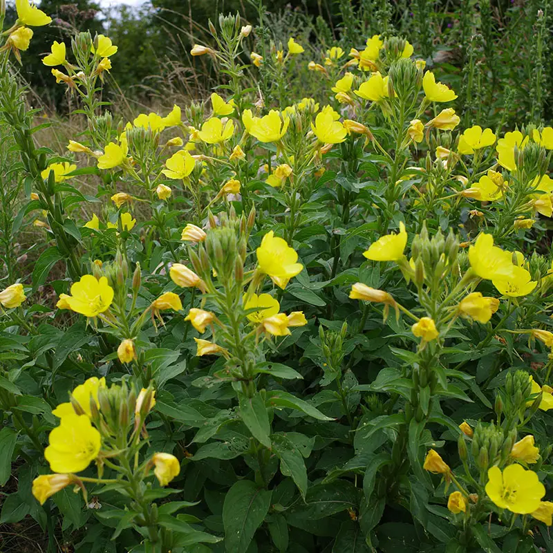 Moths love evening primrose