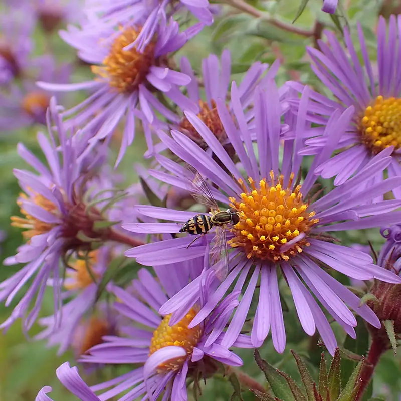 Asters