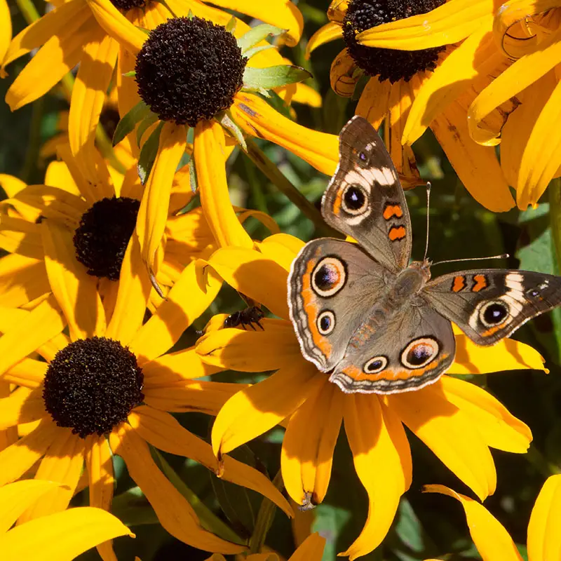 Black-eyed Susan