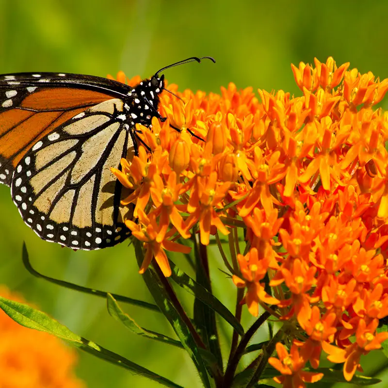 Butterfly Weed