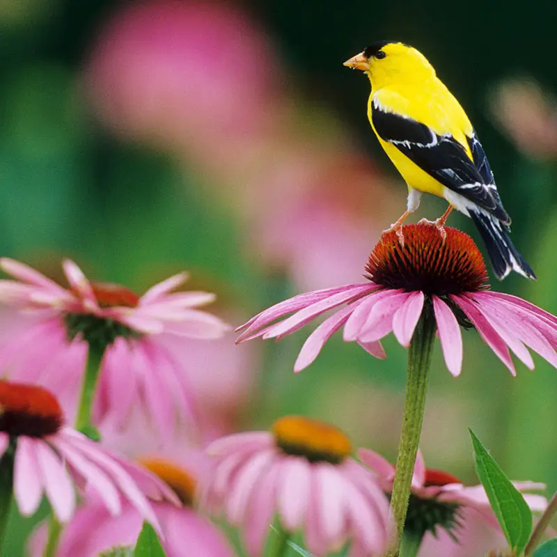 Purple Coneflower