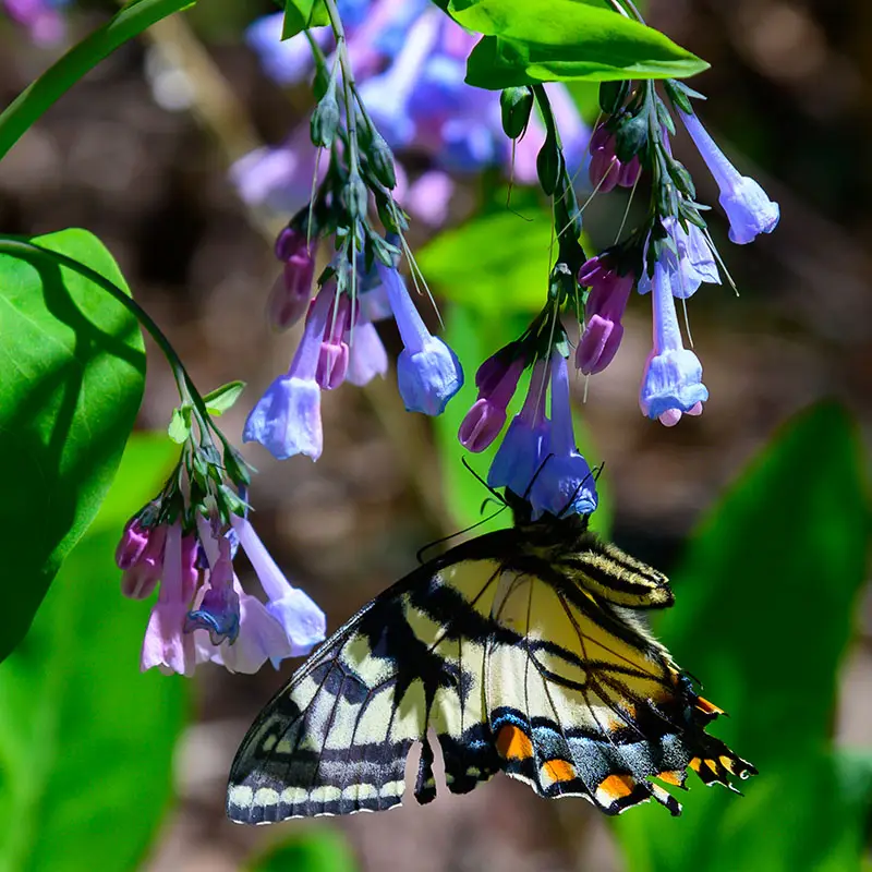 Virginia Bluebells