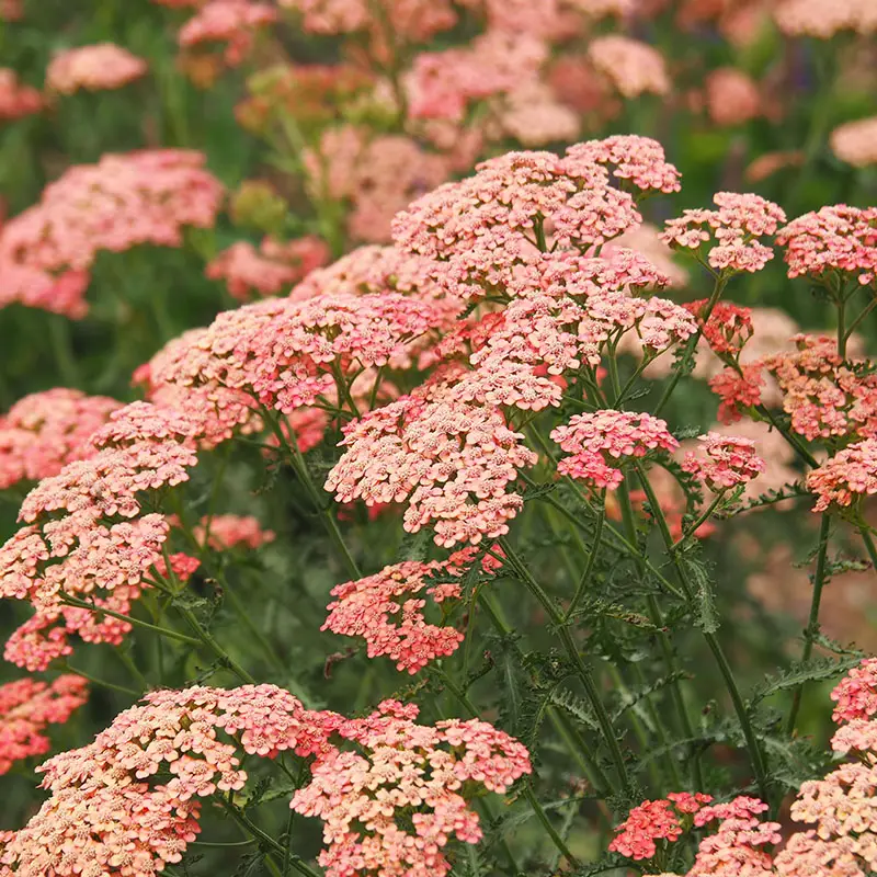 Yarrow