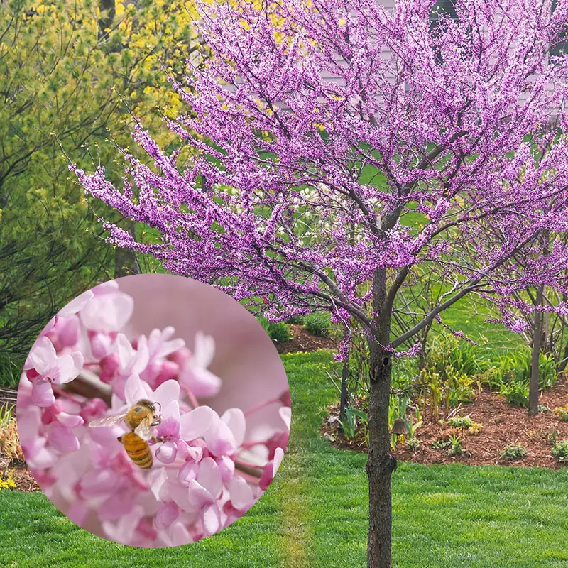 Eastern Redbud