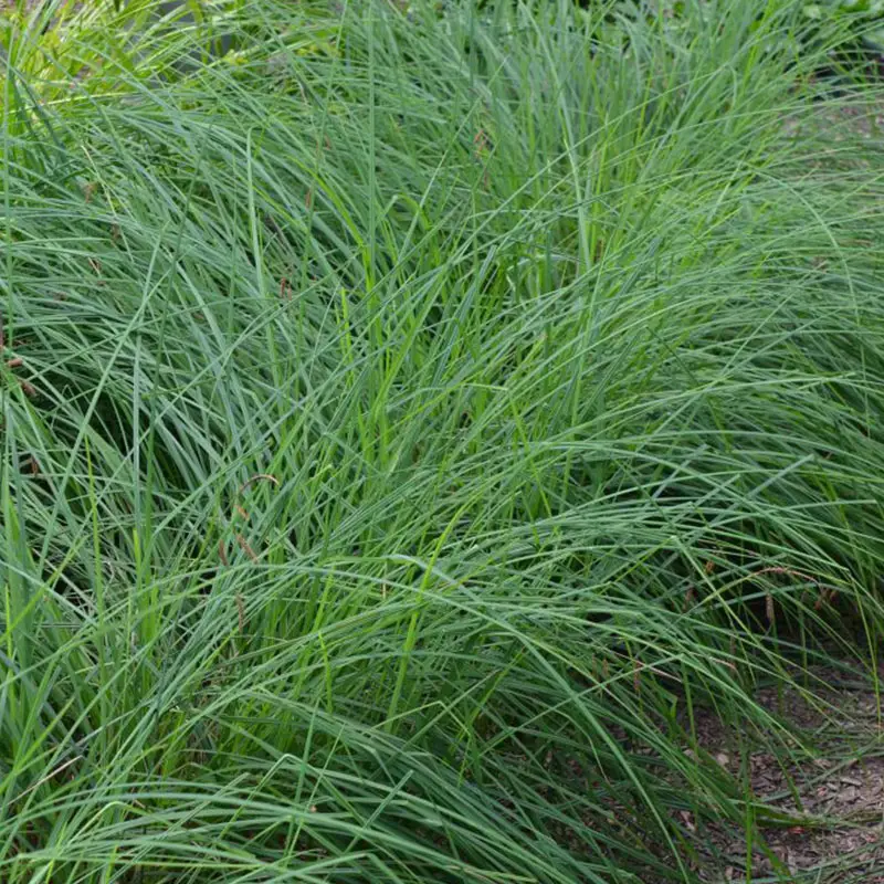 Appalachian Sedge