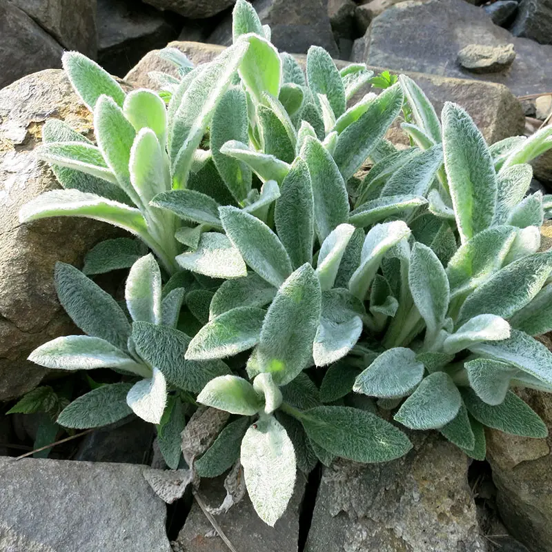 Lamb's Ear