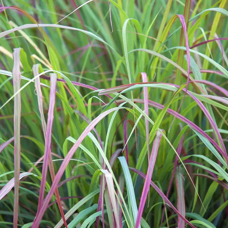 Little Bluestem