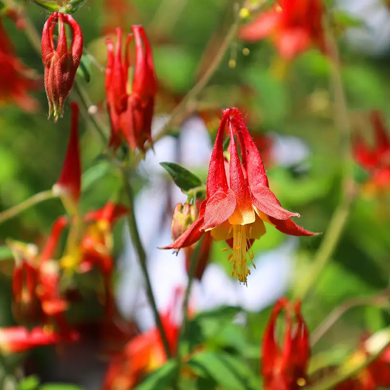 Wild Columbine