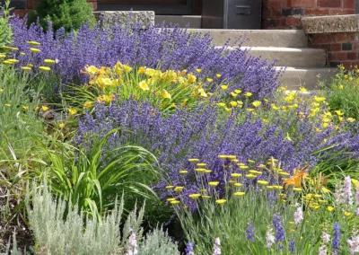 Creating Drought-Tolerant Yards and Gardens: The Case for Xeriscaping in the Mid-Atlantic