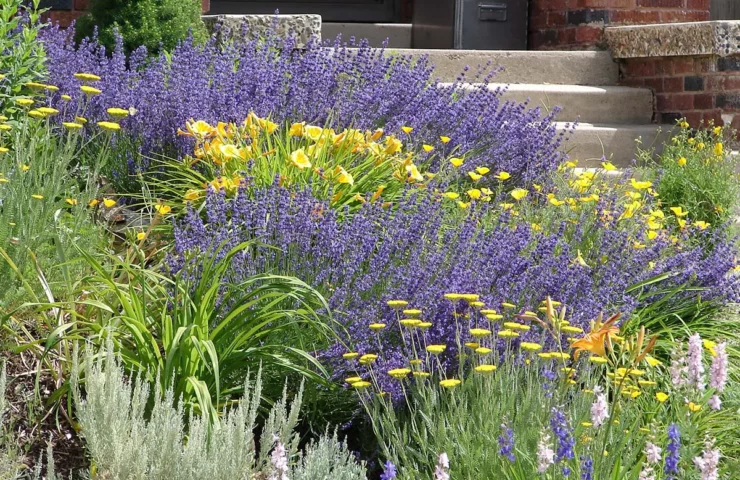 Example of Xeriscape, Drought-tolerant Garden