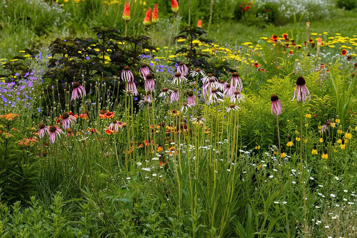 Example of Xeriscape, Drought-tolerant Garden