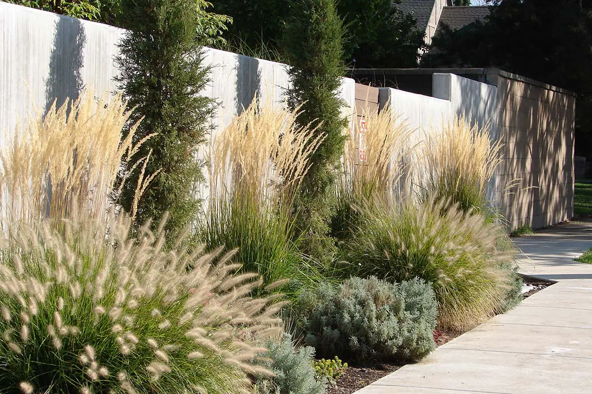 Example of Xeriscape, Drought-tolerant Garden