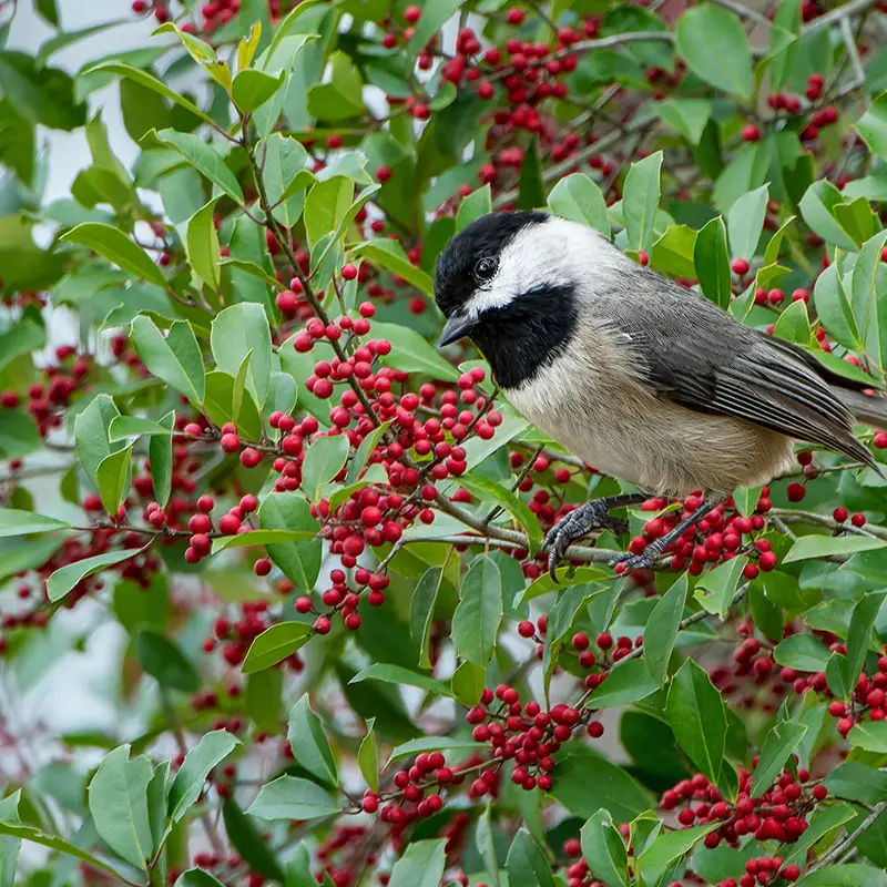 American Holly