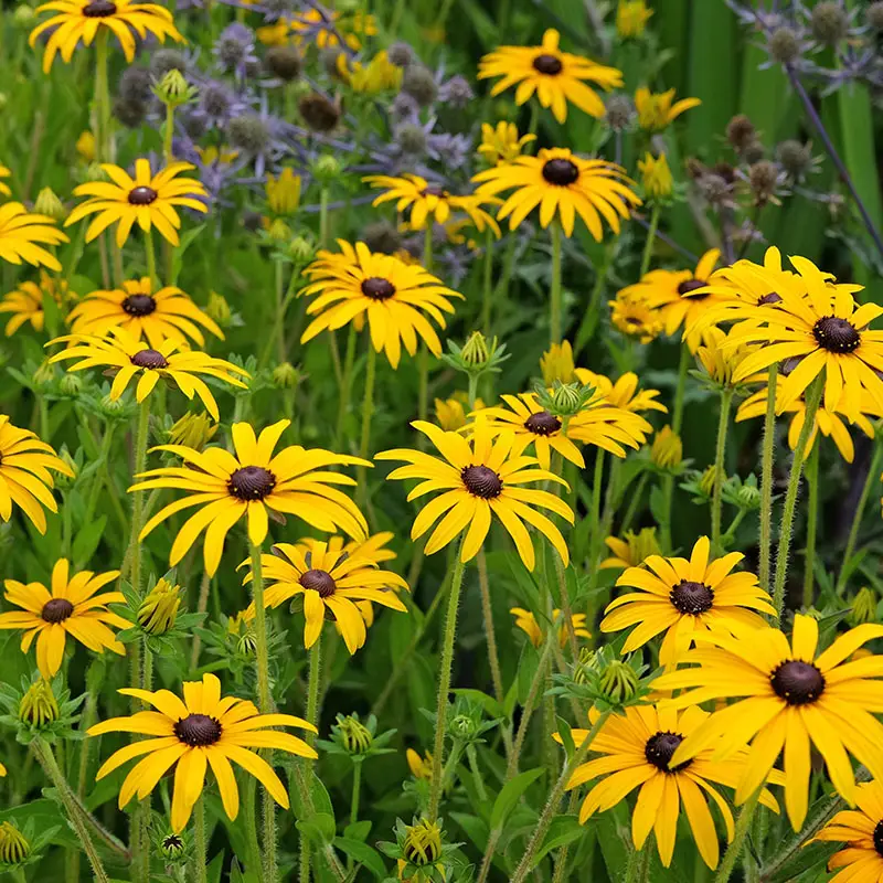 Black-eyed Susan