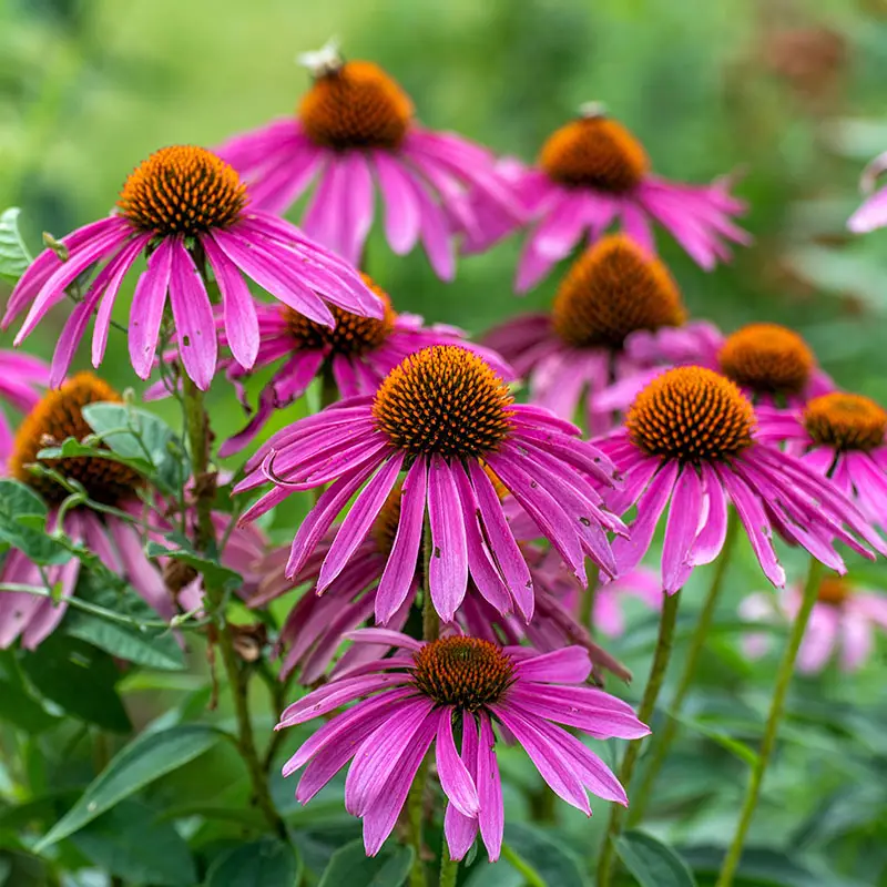 Purple Coneflower