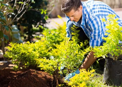 Fall is the Best Time to Plant Perennials for a Strong Spring Showing