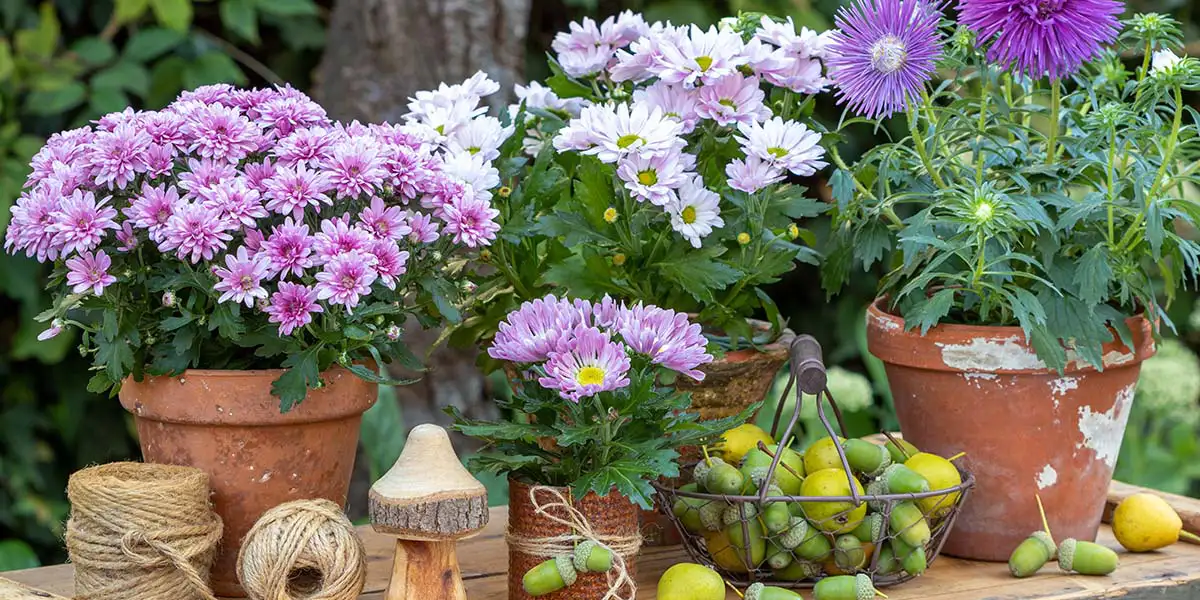 Container Scaping with Asters and Chrysanthemums