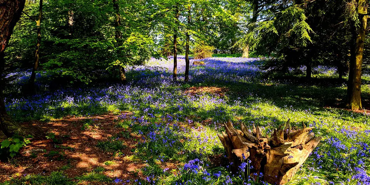 Flowering plants in shady and sunny areas