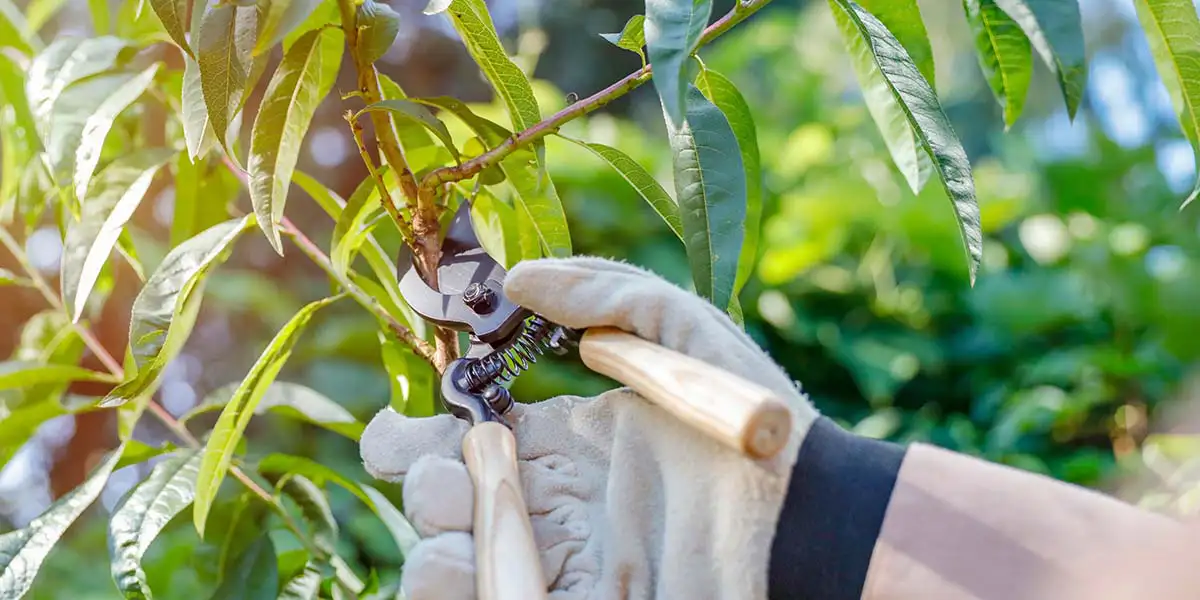 Gardening Basics: Pruning