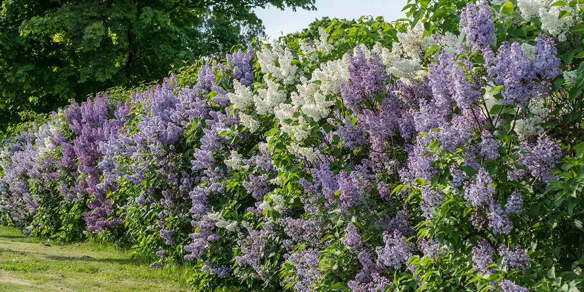 Living Hedge with Lilacs