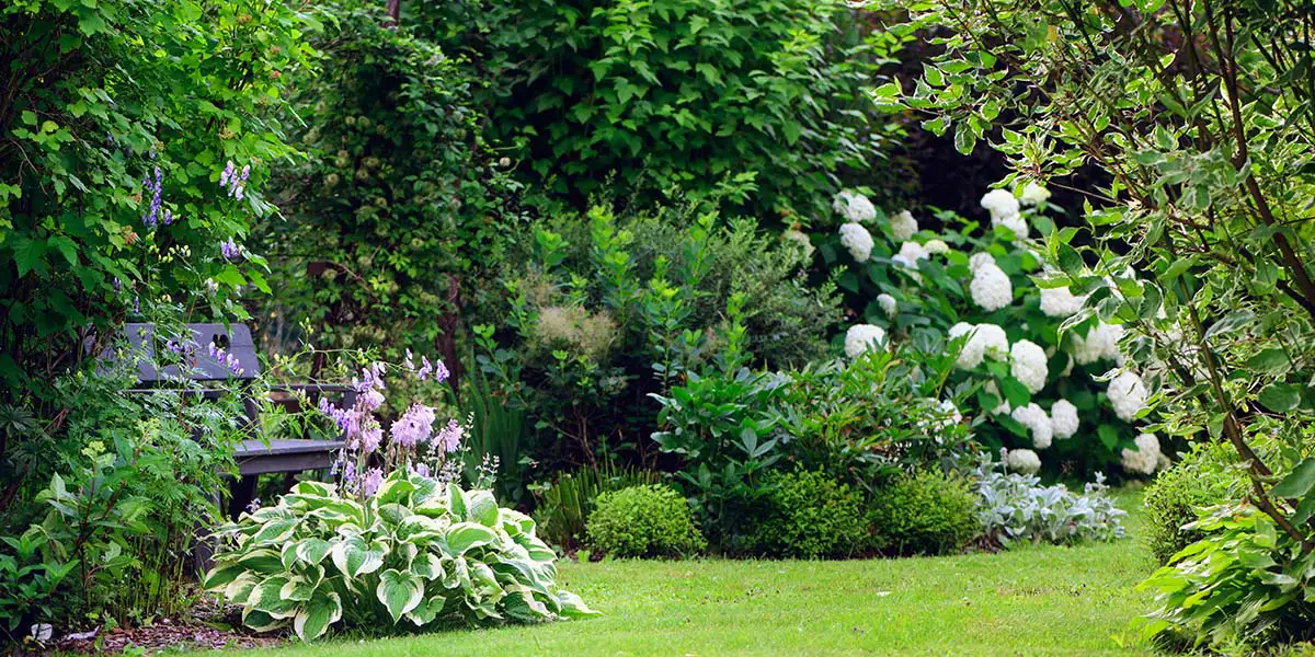 Living Fences: Mixed Shrub Border