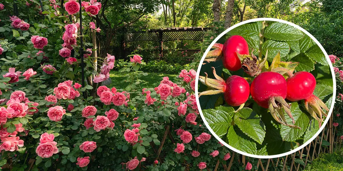 Living Fence with Rugosa Rose