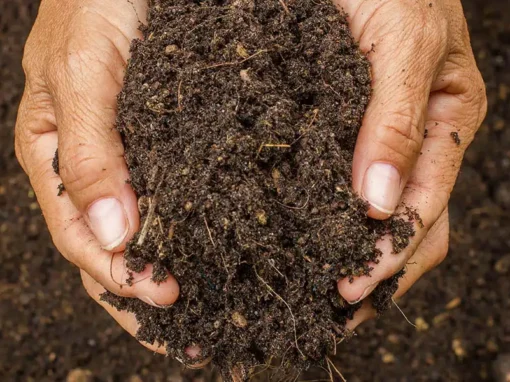 Compost and Soil Health: A Beginner’s Guide to Richer Gardens