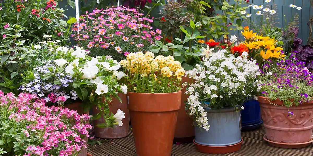 Container gardening with different types of containers.