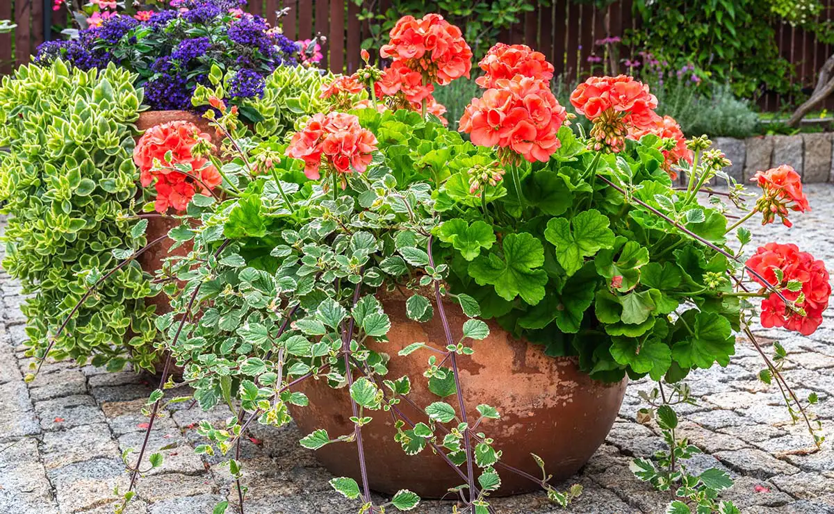 Container gardening with a mix of plants. 