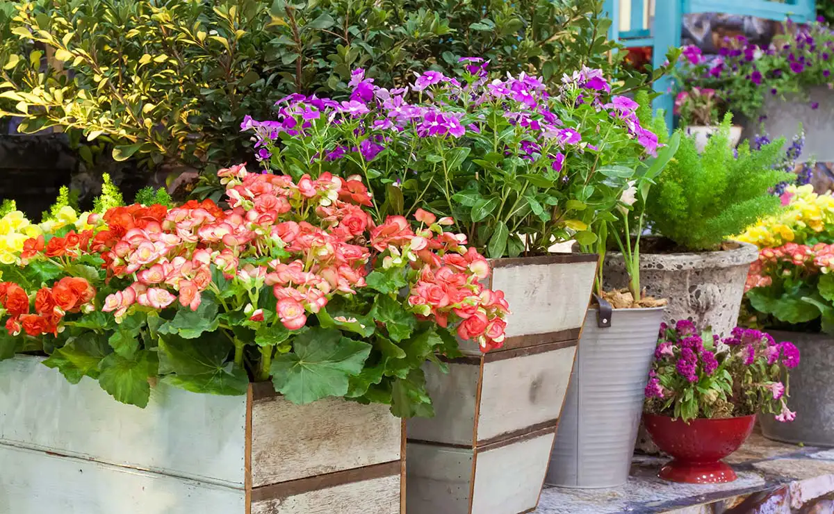 Container gardening with different types of containers.