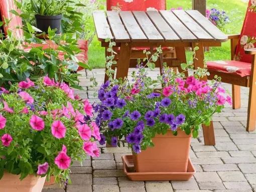 Container Gardening for Patios: Elevate Your Outdoor Space with Stylish Planters