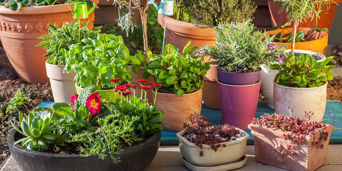 Container gardening with different types of containers.