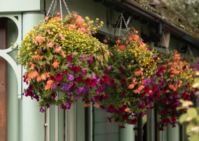 Hanging Baskets: Effortless Beauty with Trailing Flowers