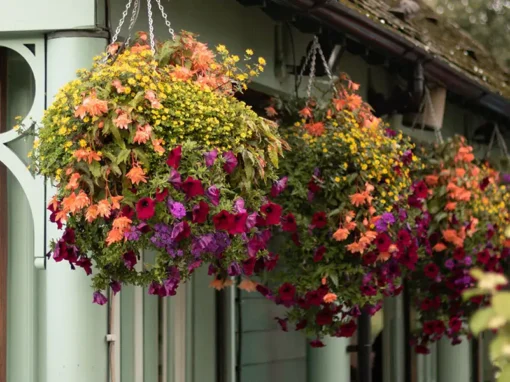 Hanging Baskets: Effortless Beauty with Trailing Flowers