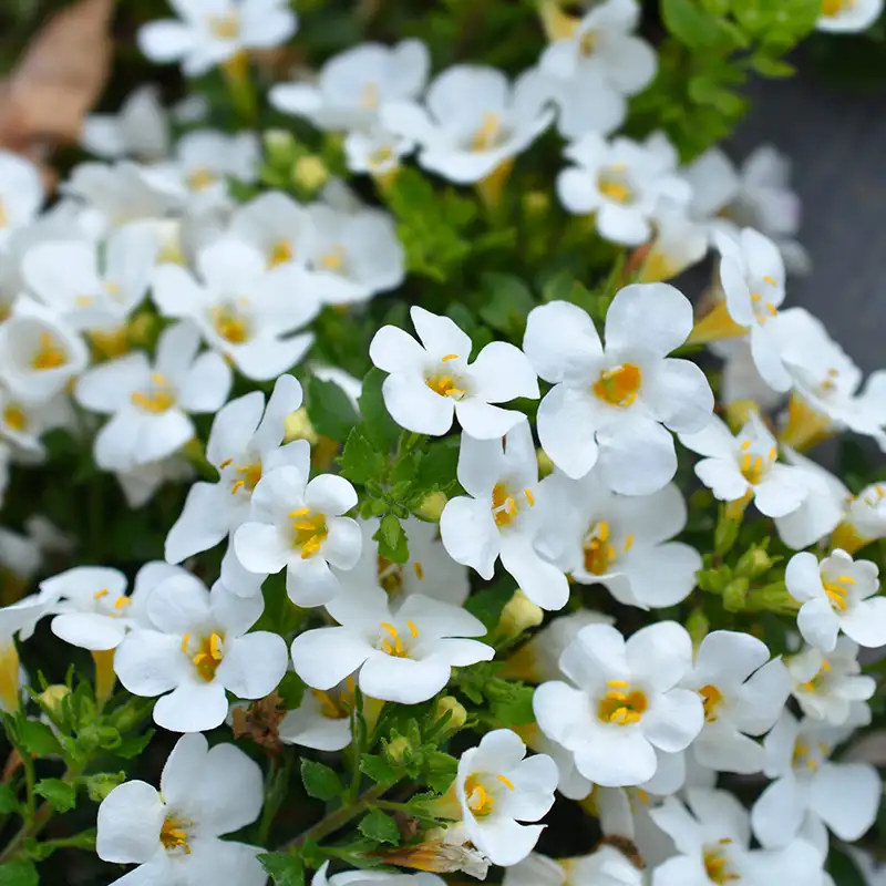 Bacopa, Great Plant for Hanging Baskets