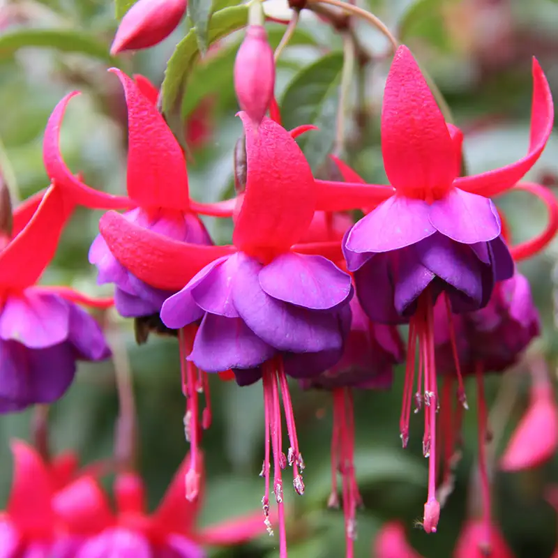 Fuchsia, Great Plant for Hanging Baskets