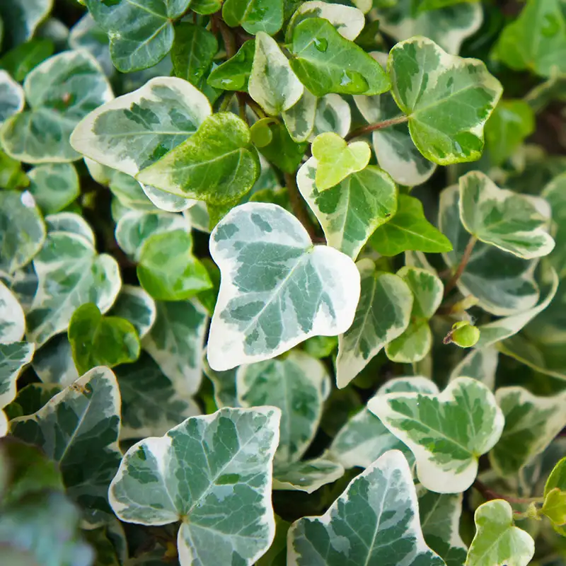 Ivy, Great Plant for Hanging Baskets