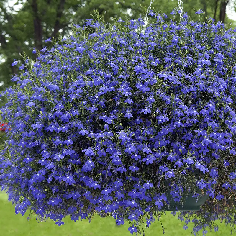 Lobelia, Great Plant for Hanging Baskets