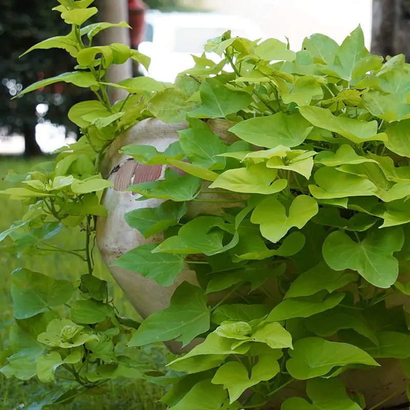 Sweet Potato Vine, Great Plant for Hanging Baskets