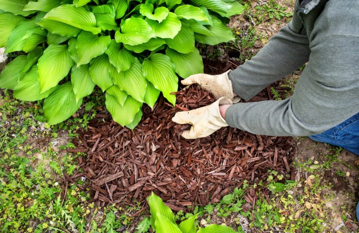 Mulch Techniques