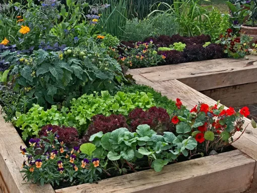 Building and Managing Raised Beds for Better Soil, Healthier Plants, and Happier Gardeners