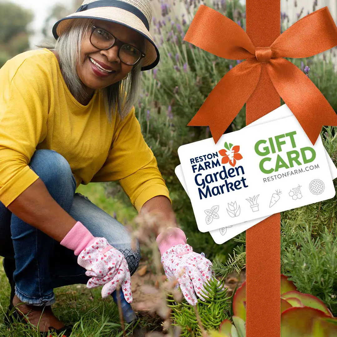 Mother's Day Gift Card Mother's Day Gift Card